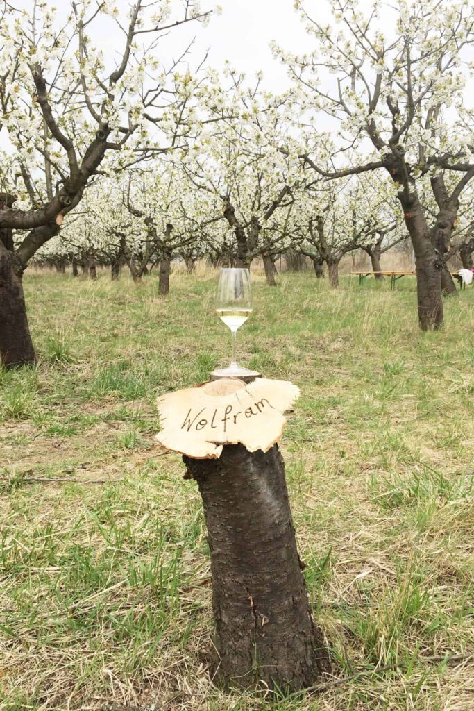 Ein Glas Wein steht auf einem Baumstumpf im Kirschgarten