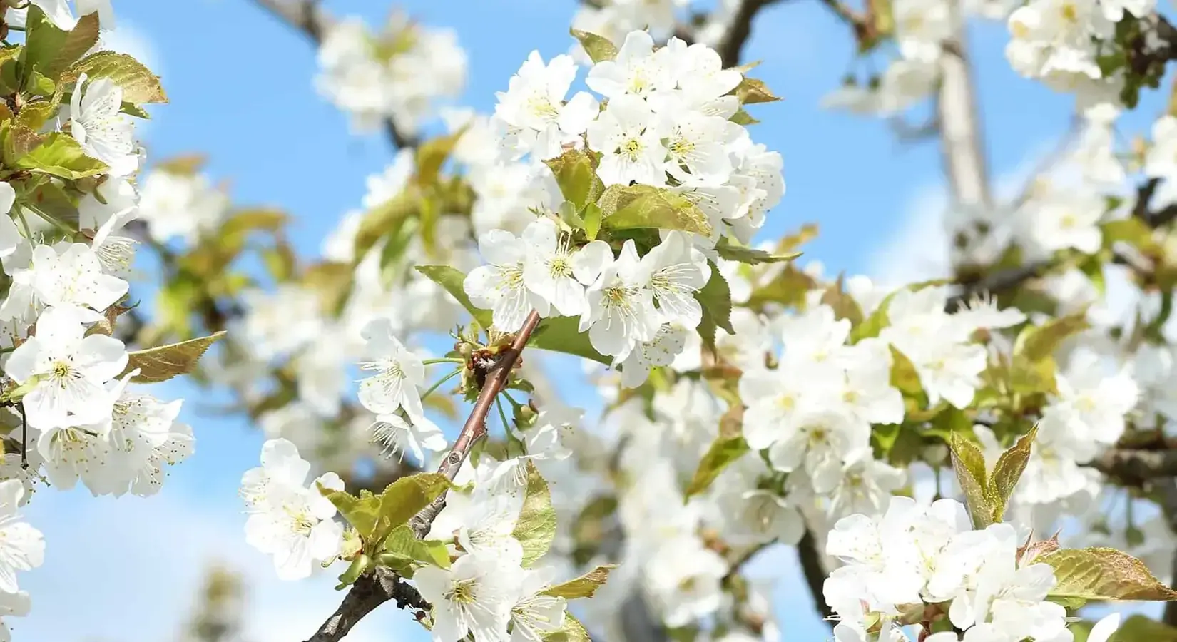 Cherry blossom-full-blossom-cherry orchard