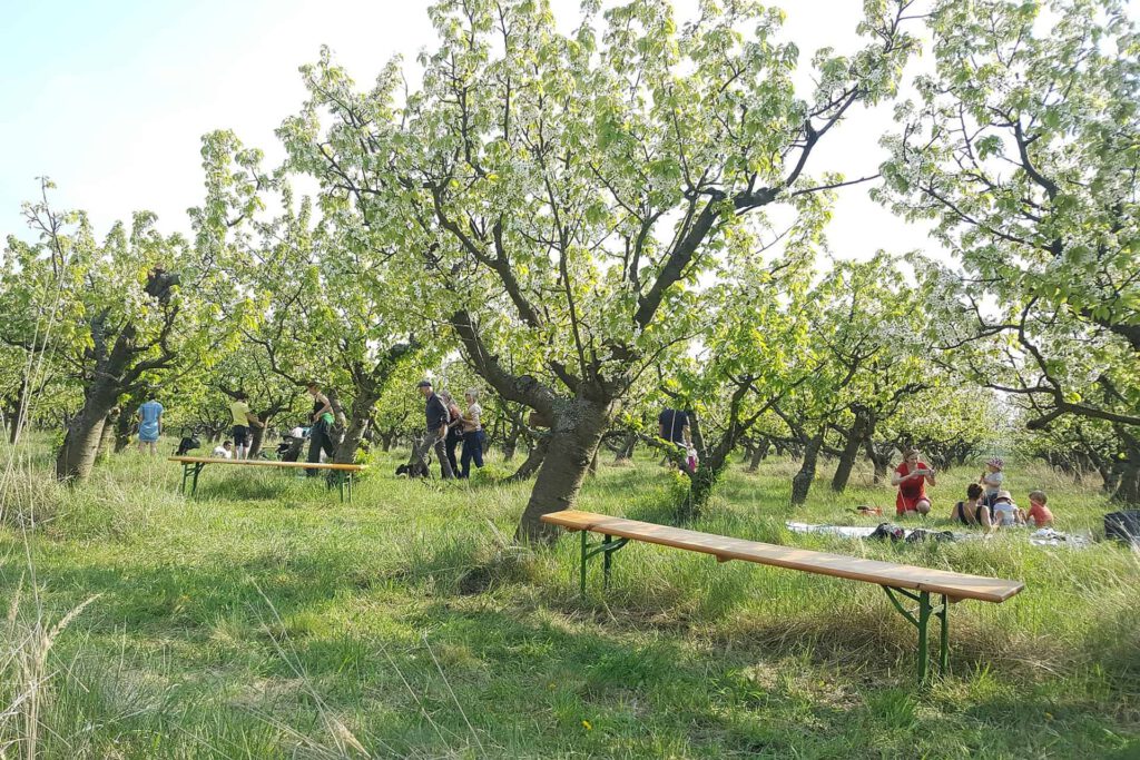 Menschen entspannen an einem sonnigen Sommertag in einem Kirschgarten