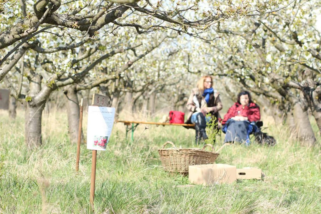 Menschen genießen einen Tag in einem Kirschgarten