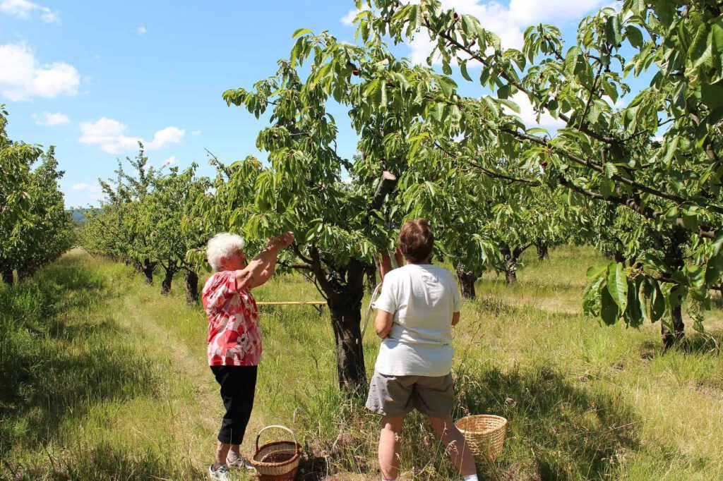 Zwei Personen pflücken Kirschen von einem Baum in einem Kirschgarten