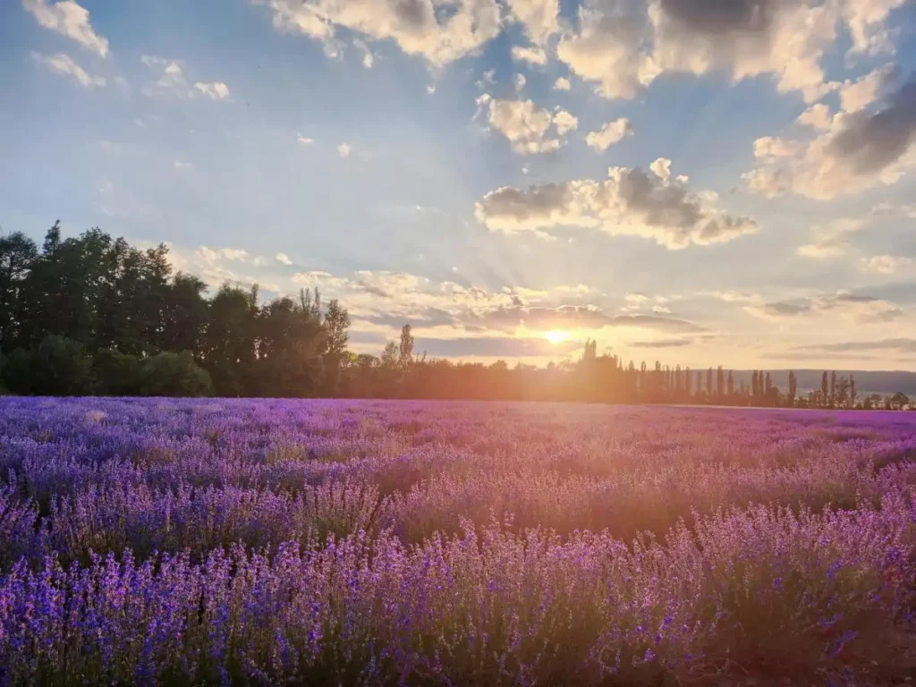 Lavendelfeld in der Nähe der Burg bei Sonnenuntergang