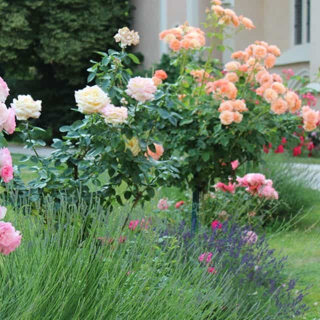 Schloss-Schrattenthal-Garten
