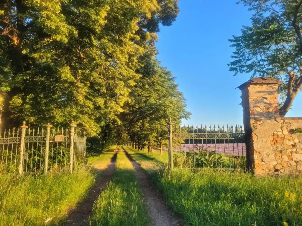 die Strasse durch den Wald vom Schloss